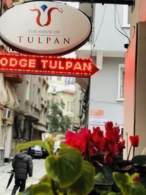 The House of Tulpan