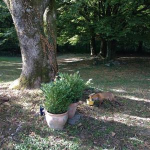 Vresse Sur Semois thumbnail