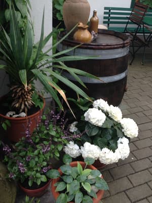thumbnail: Garden