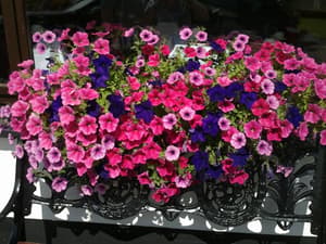 thumbnail: Garden
