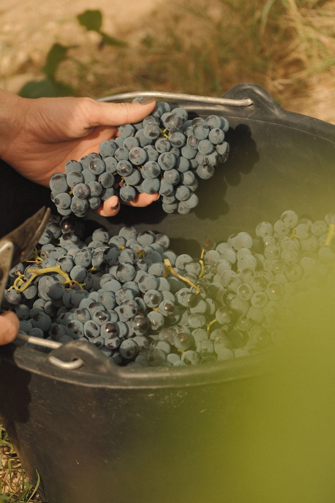 Vineyard
