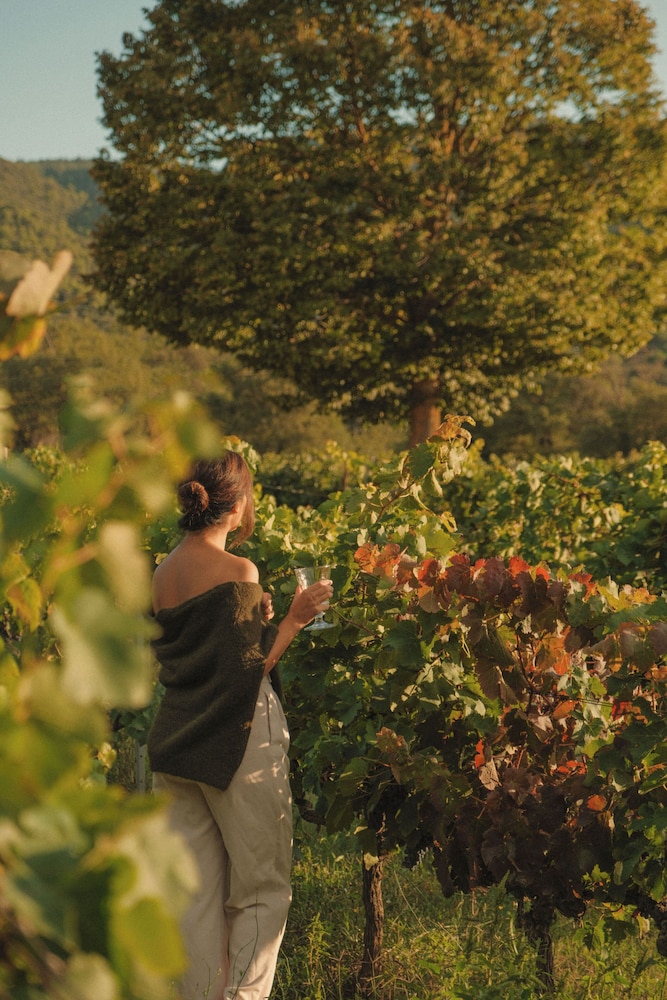 Vineyard