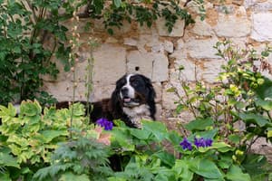 thumbnail: Garden