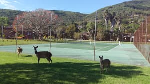 thumbnail: Tennis court