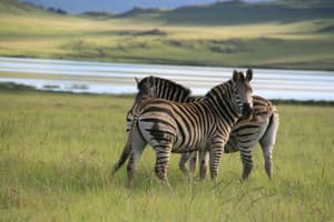 thumbnail: Game viewing