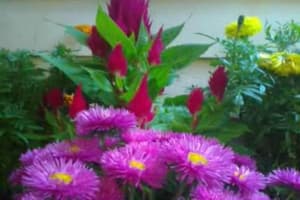 thumbnail: Garden