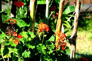 thumbnail: Garden