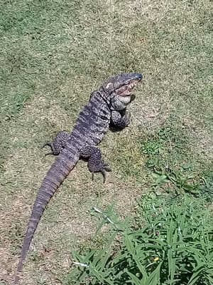 thumbnail: Garden