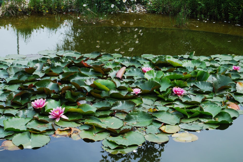 Lake