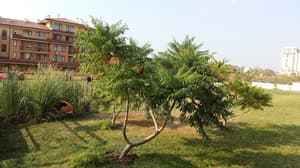 thumbnail: Property grounds