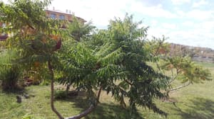 thumbnail: Garden