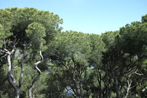 thumbnail: Garden