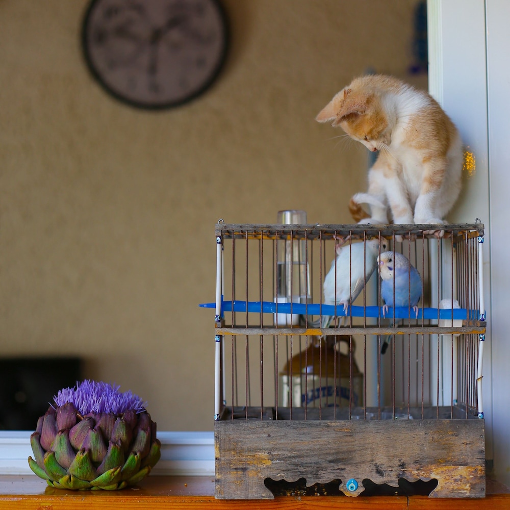 Pet-friendly