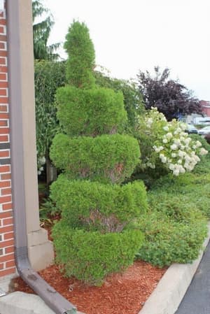 thumbnail: Garden
