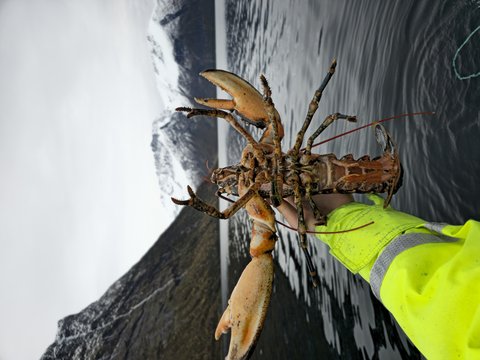 Seafood Lobsters Food