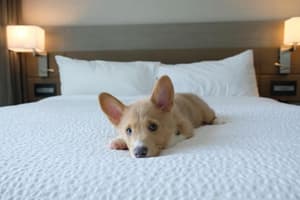 thumbnail: Pet-friendly