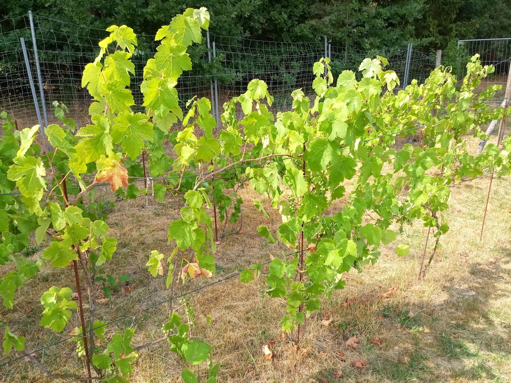 Vineyard