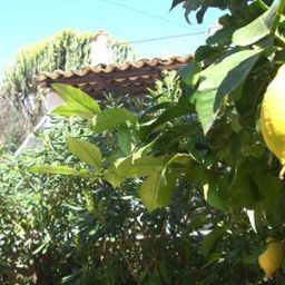 Eurialo-Syrakus-Garten-2-623075.jpg