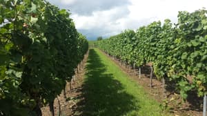 thumbnail: Garden