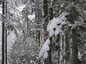 thumbnail: Garden