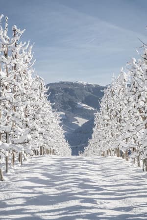 thumbnail: Snow and ski sports