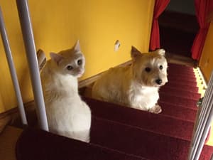 thumbnail: Pet-friendly