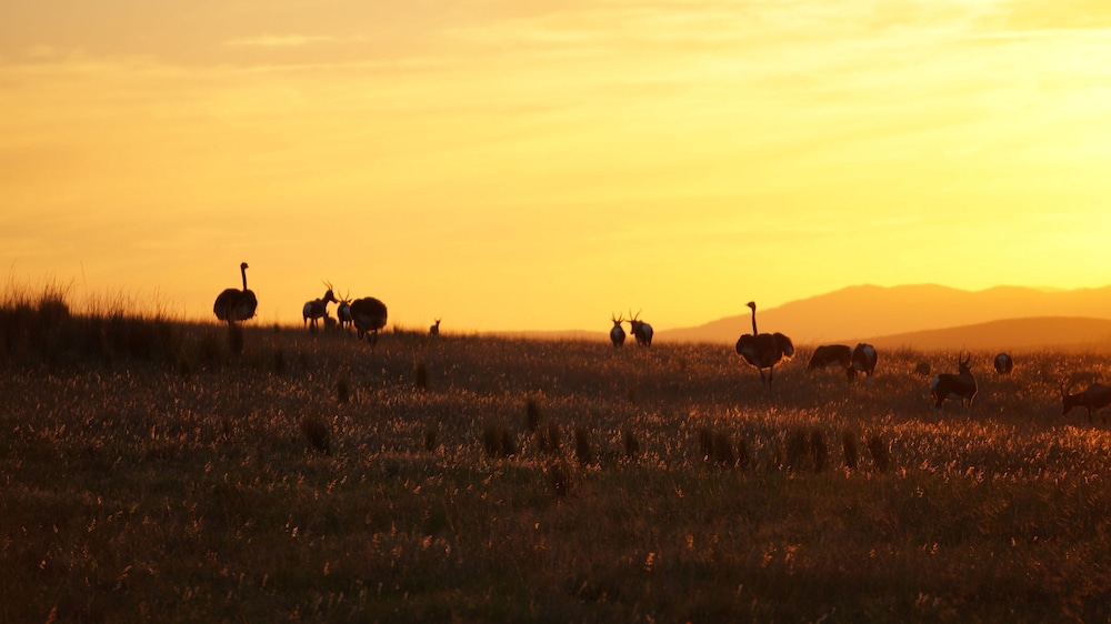 Game viewing