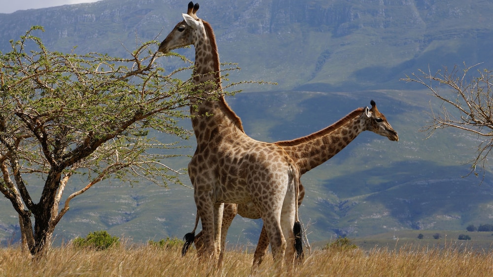 Game viewing