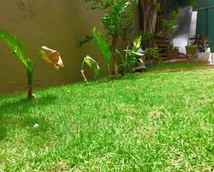 thumbnail: Garden
