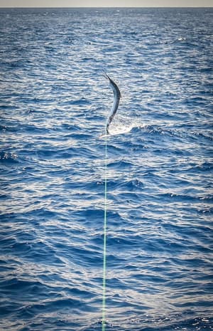 thumbnail: Fishing
