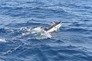 thumbnail: Fishing
