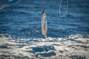 thumbnail: Fishing