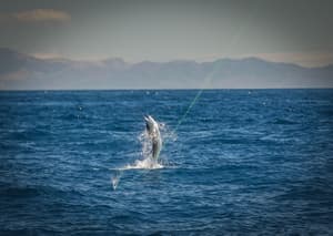 thumbnail: Fishing
