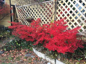 thumbnail: Garden