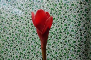 thumbnail: General view