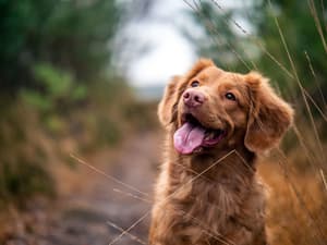 thumbnail: Pet-friendly