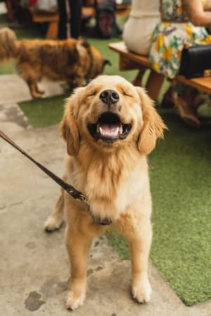 thumbnail: Pet-friendly