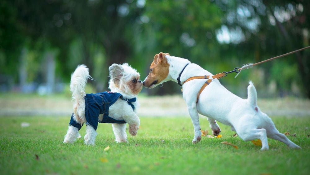 Pet-friendly