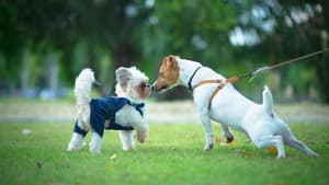 thumbnail: Pet-friendly