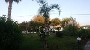 thumbnail: 37171534.jpg
