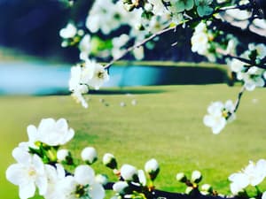 thumbnail: Garden view