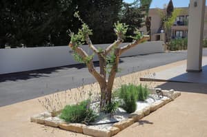 thumbnail: Garden