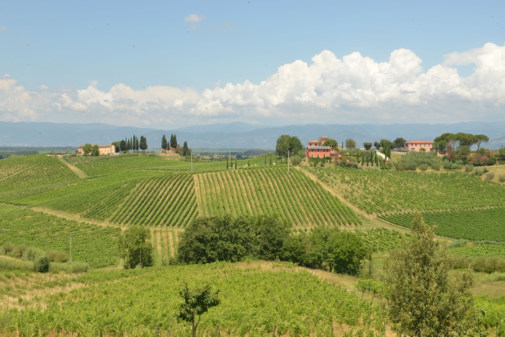 Vineyard view