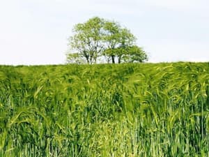 thumbnail: General view