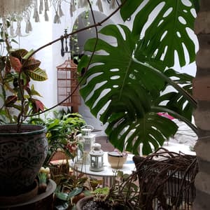 thumbnail: Courtyard