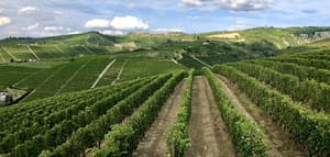 thumbnail: Winery
