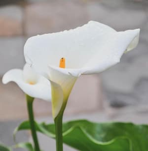 thumbnail: General view