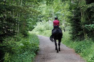 thumbnail: Horseback riding