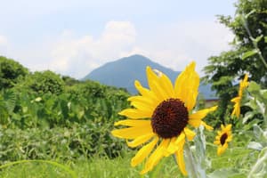 thumbnail: Mountain view
