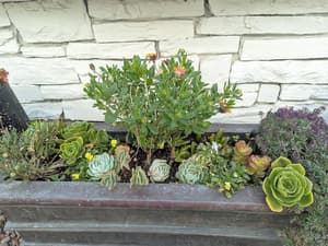 thumbnail: Garden